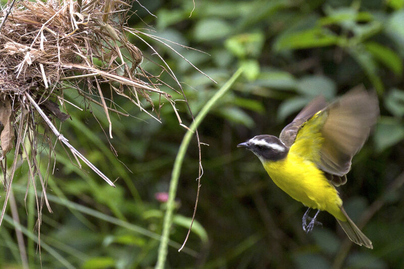 Rusty-margined Flycatcher, Reproduction-nesting