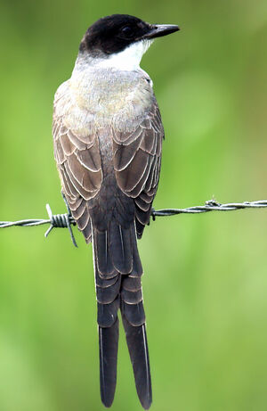Fork-tailed Flycatcher