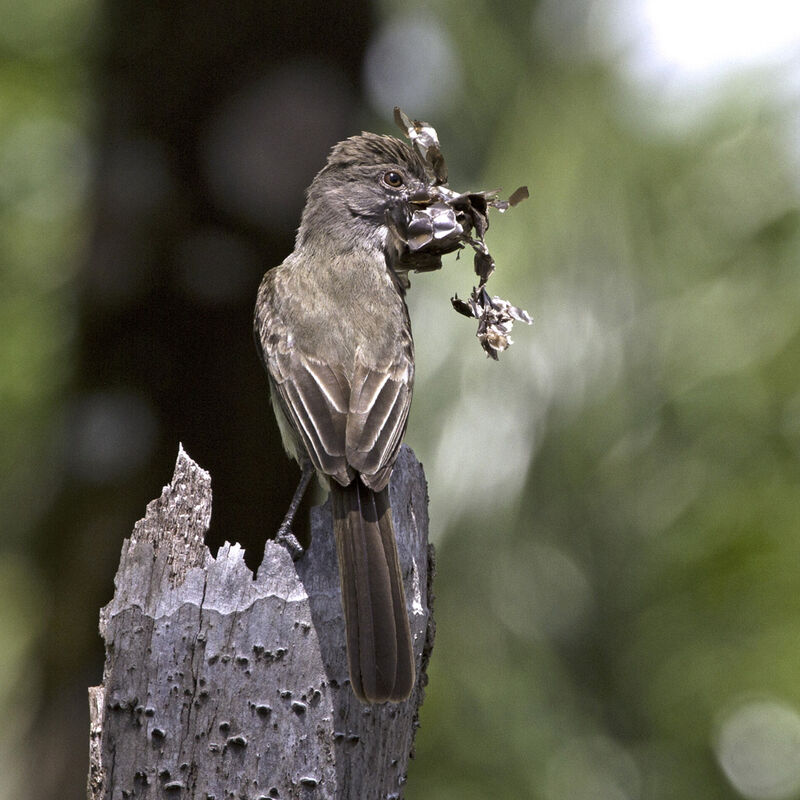 Short-crested Flycatcheradult, Reproduction-nesting