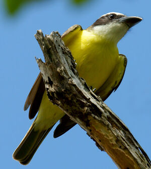 Boat-billed Flycatcher
