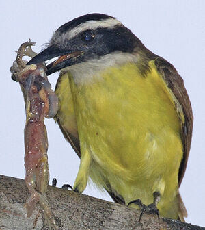 Great Kiskadee