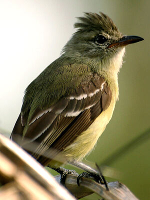 Southern Beardless Tyrannulet