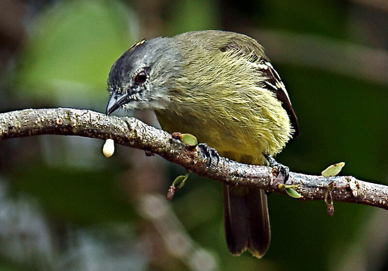 Yellow-crowned Tyrannulet, identification