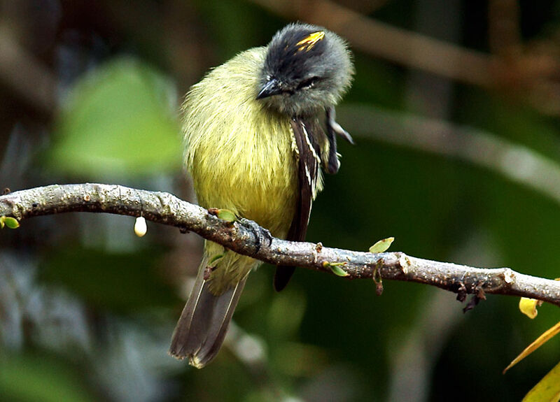 Yellow-crowned Tyrannulet, identification