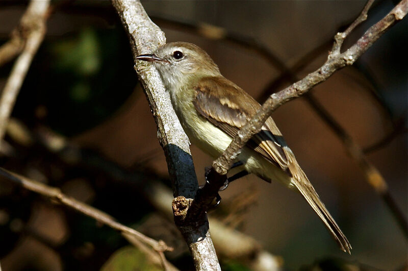 Mouse-colored Tyrannulet, identification