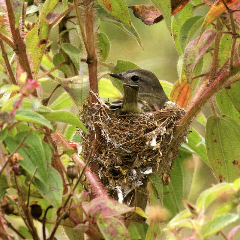 Southern Mouse-colored Tyrannulet, Reproduction-nesting