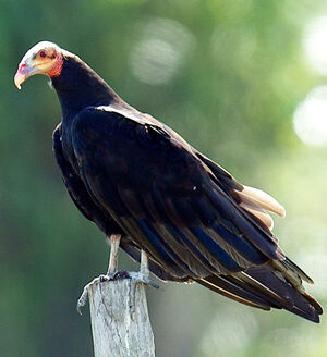 Lesser Yellow-headed Vulture