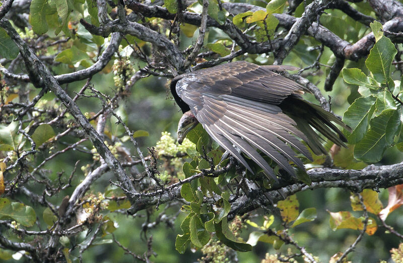 Lesser Yellow-headed Vulture male immature