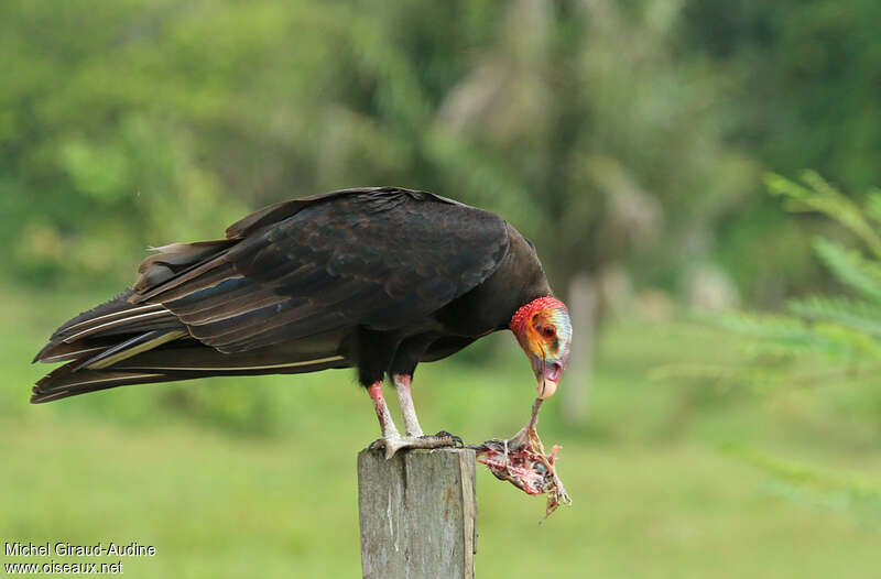 Lesser Yellow-headed Vultureadult, feeding habits, eats
