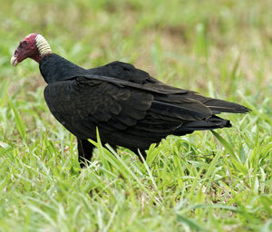 Turkey Vulture
