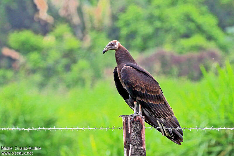 Turkey Vulturejuvenile, identification