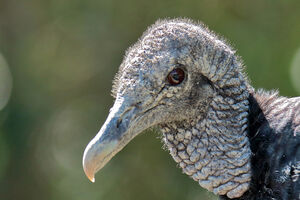Black Vulture