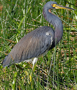 Aigrette tricolore