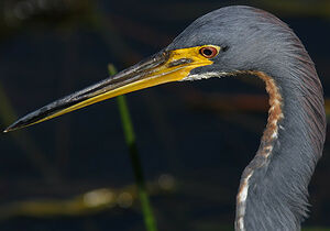 Aigrette tricolore