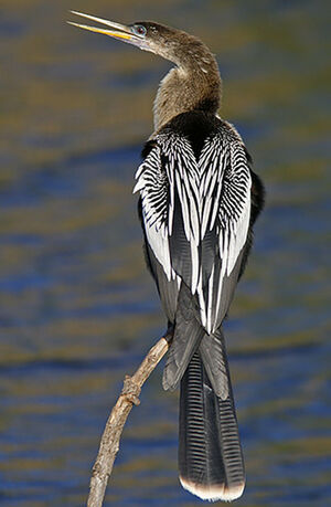 Anhinga d'Amérique
