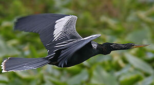 Anhinga d'Amérique
