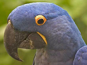 Hyacinth Macaw