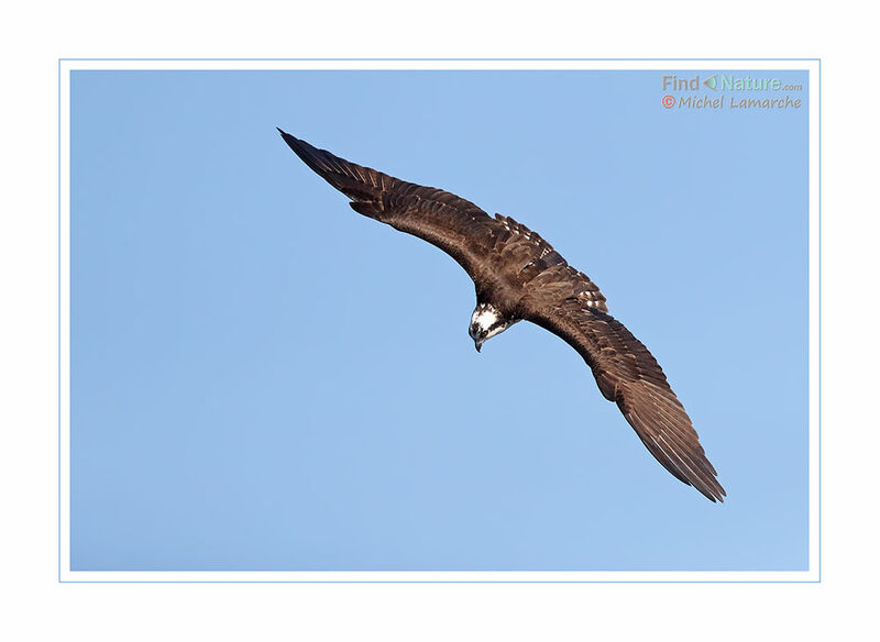 Western Osprey, Flight