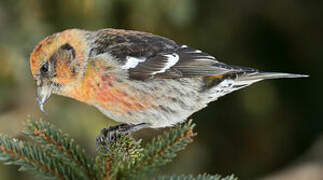 Two-barred Crossbill