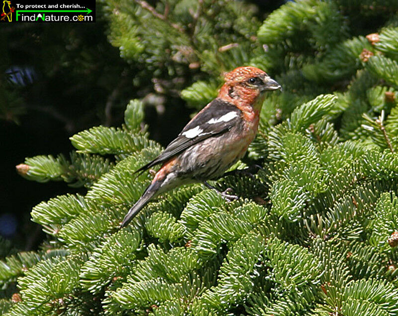 Two-barred Crossbill male adult