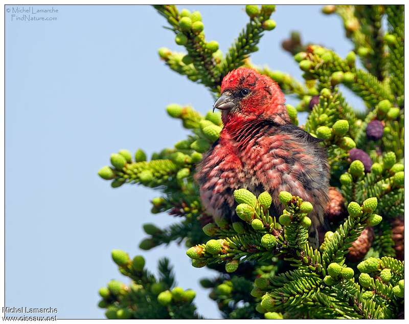 Two-barred Crossbill male adult, close-up portrait, pigmentation