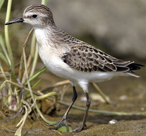 Semipalmated Sandpiper