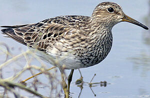 Pectoral Sandpiper