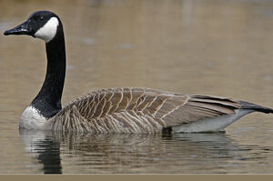 Canada Goose