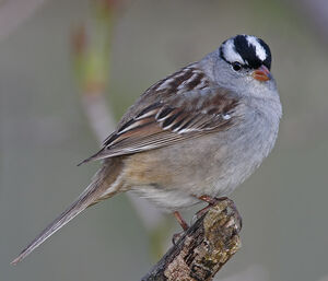 Bruant à couronne blanche