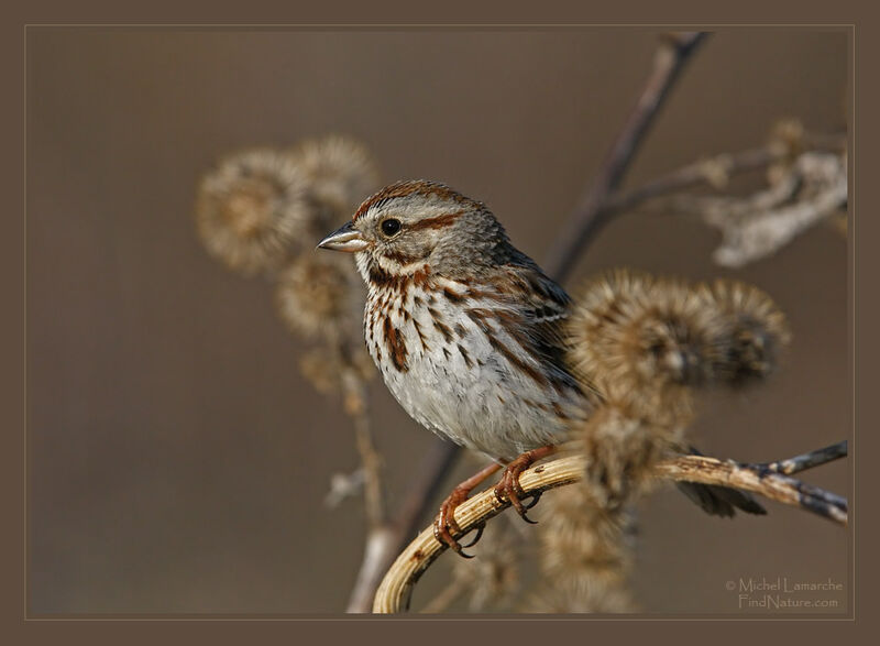 Song Sparrow, identification