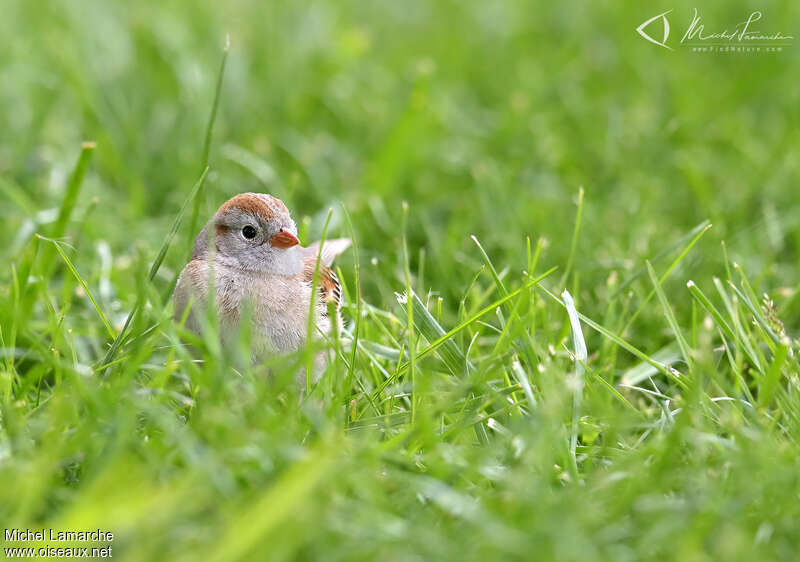Field Sparrowadult, close-up portrait
