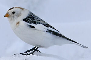 Bruant des neiges