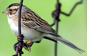 Bruant des plaines