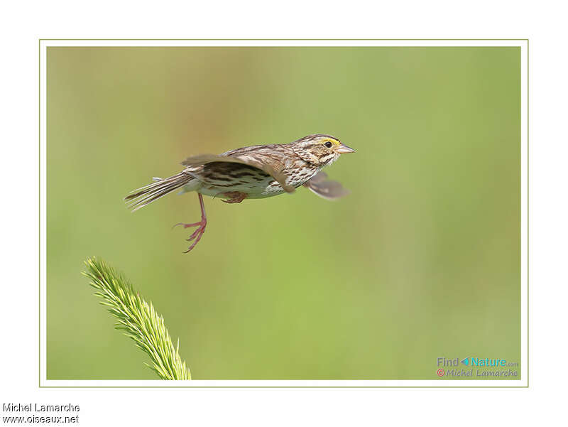 Savannah Sparrowadult, Flight