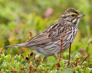 Savannah Sparrow