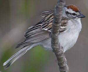 Chipping Sparrow
