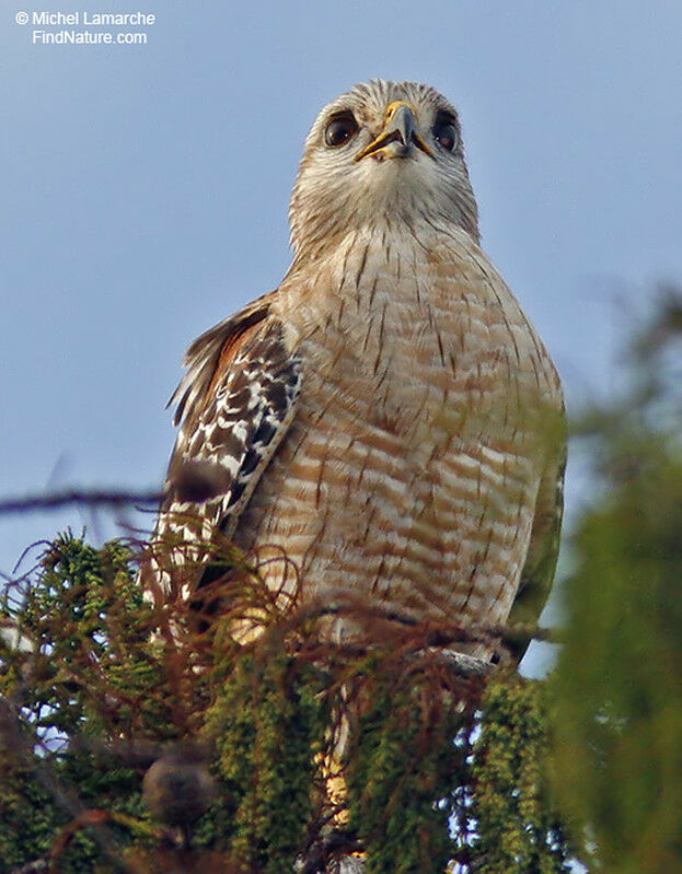 Red-shouldered Hawkadult