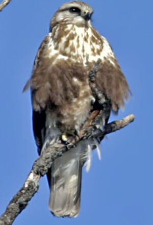 Rough-legged Buzzard 
&copy; Michel Lamarche