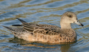 American Wigeon