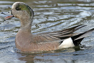 Canard � front blanc 
&copy; Michel Lamarche