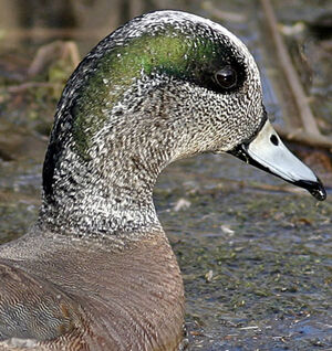 Canard � front blanc 
&copy; Michel Lamarche