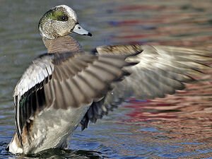 Canard � front blanc 
&copy; Michel Lamarche