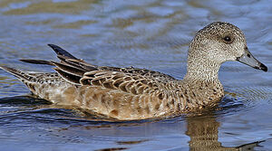 Canard � front blanc 
&copy; Michel Lamarche