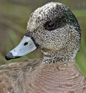 Canard � front blanc 
&copy; Michel Lamarche