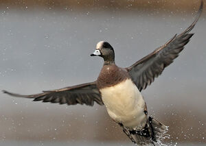 Canard � front blanc 
&copy; Michel Lamarche