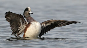 Canard � front blanc 
&copy; Michel Lamarche