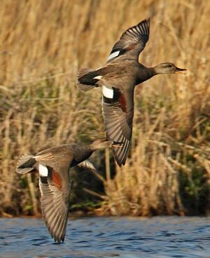 Canard chipeau 
&copy; Michel Lamarche