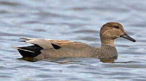 Canard chipeau 
&copy; Michel Lamarche