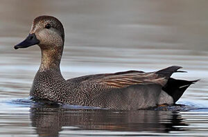 Canard chipeau 
&copy; Michel Lamarche