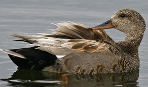 Canard chipeau 
&copy; Michel Lamarche